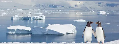 Imagen para Sumud: Plataforma Multi-Agente con IA